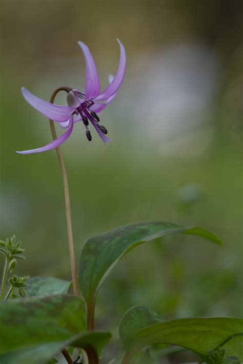 Katakuri Flower | It's first time I see the flower in person… | Flickr