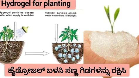 Hydro Gel For Agriculture And Garden How To Grow Plants Planting ಗಿಡ ನೆಡುವಾಗ ಹೈಡ್ರೋಜಲ್