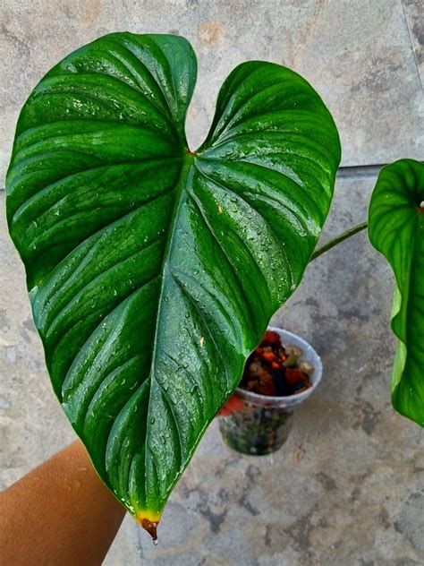 Philodendron Plowmanii Black Face Furniture Home Living Gardening