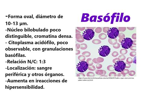 Bas Filo Hematolog A Tecnico Auxiliar De Enfermeria Histolog A