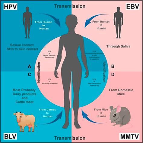 Frontiers Interrelated Oncogenic Viruses And Breast Cancer