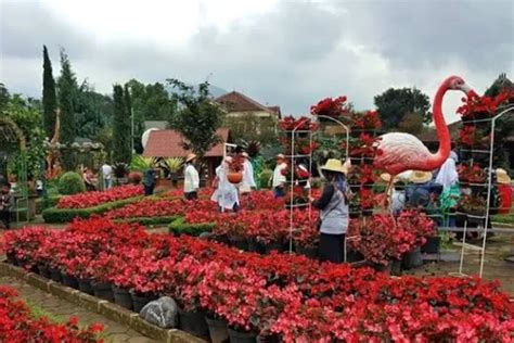 Taman Bunga Begonia Tempat Wisata Edukasi Dan Banyak Spot Foto Selfie