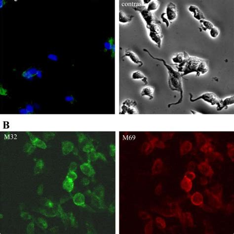 Schematic Representation Of Matriptase Activation Hepatocyte Growth