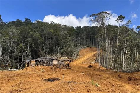 Daftar 10 Provinsi Di Indonesia Yang Mengalami Deforestasi Terparah