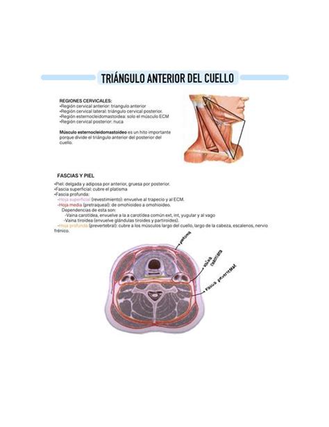 Tri Ngulo Anterior Del Cuello Submandibular Carotideo Muscular