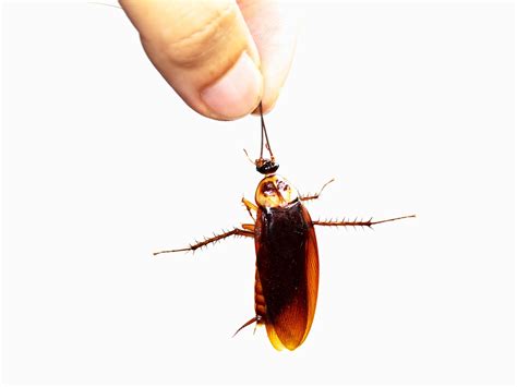 can cockroaches live in your penis 10