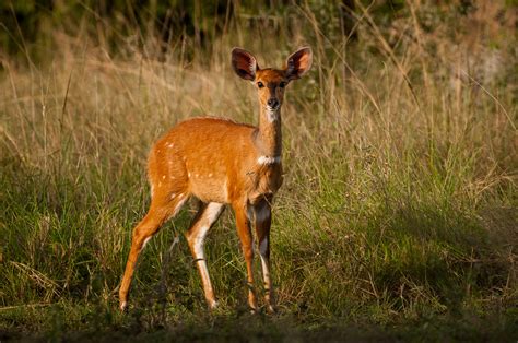 Bushbuck Sean Crane Photography