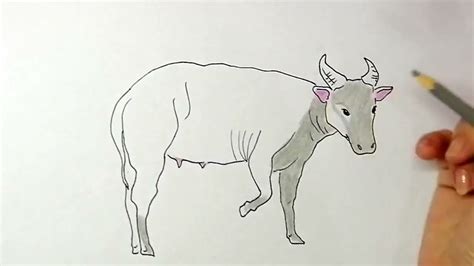 How to draw a Carabao for kids drawing | step by step - YouTube