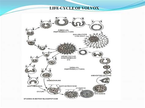 Volvox Life Cycle