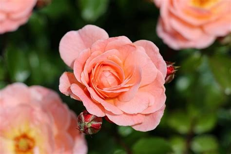 60000 Free Peach Roses And Peach Images Pixabay