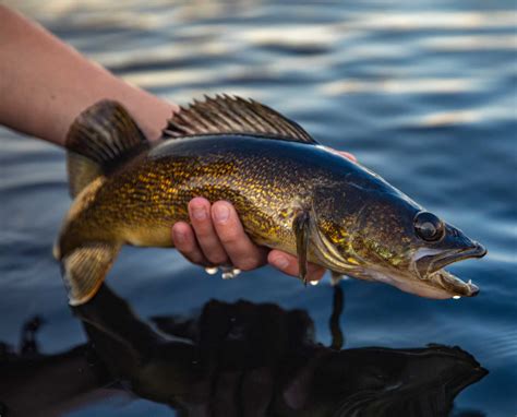 Shore Fishing for Lake Erie Walleye - Powderhook