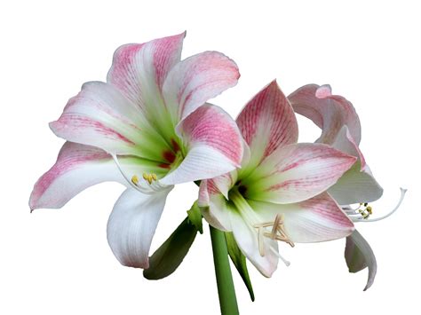 Amaryllis Flower Isolated Free Stock Photo Public Domain Pictures