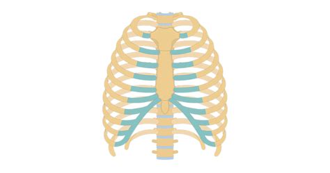 Rib Cage Diagram Quizlet