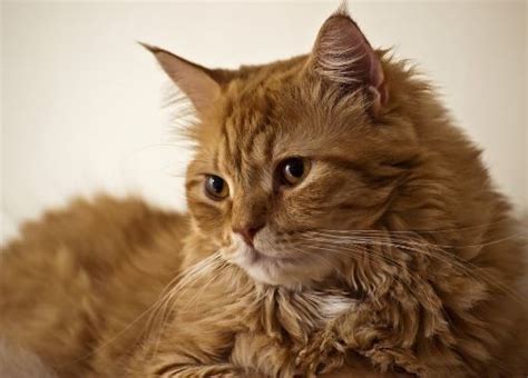 10 Gambar Kucing Anggora Lucu Terbaru - Kucing.co.id