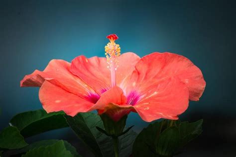 Of The Best Hibiscus Varieties Gardener S Path