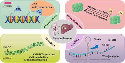 Frontiers Epigenetics And Genetics Of Hepatoblastoma Linkage And