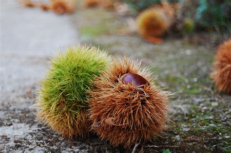 Fotos Gratis Rbol Naturaleza C Sped La Carretera Hoja Flor