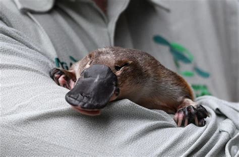 Australia building world's first platypus sanctuary