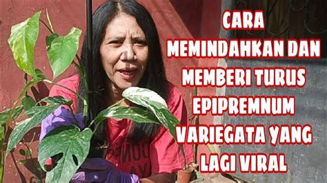 CARA REPOTTING EPIPREMNUM VARIEGATA TANAMAN YANG SEDANG VIRAL 2021