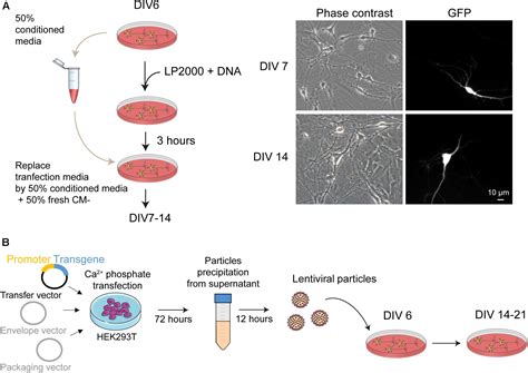 Frontiers Procedures For Culturing And Genetically Manipulating