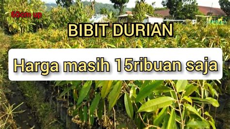 Bibit Durian Durian Musangking Montong Bawor Matahari Harga Masih