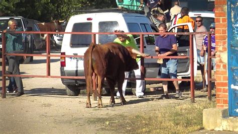 Encierro con Toros Bravos Nava de la Asunción 2022 YouTube