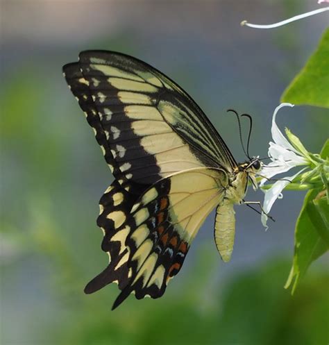 Mariposa cometa de banda ancha Tizimín y sus mariposas NaturaLista