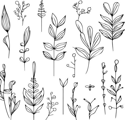 Simple Botanical Line Drawing Simple Botanical Flower Drawings Easy