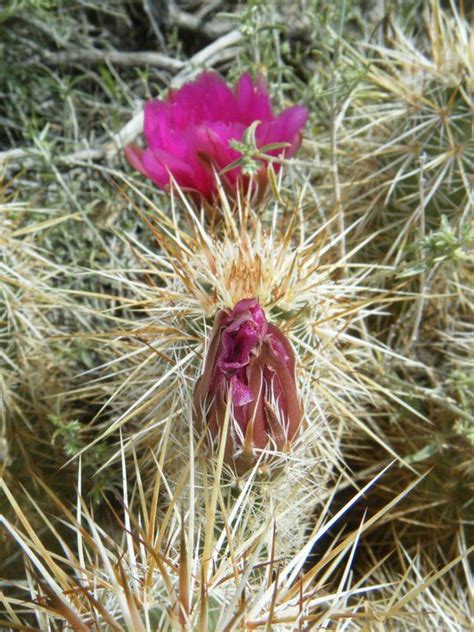 Engelmann S Hedgehog Cactus Echinocereus Engelmannii California