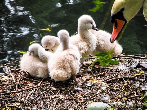 Swan With Her Cygnets And Her Last Empty Egg IMG 4913 Tosha Flickr