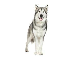 Wolf Species - Interesting Animals