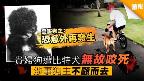 貴婦狗遭比特犬無故咬死 涉事狗主不顧而去 受害者怒斥「白痴」 晴報 寵物 寵物熱話 D190402