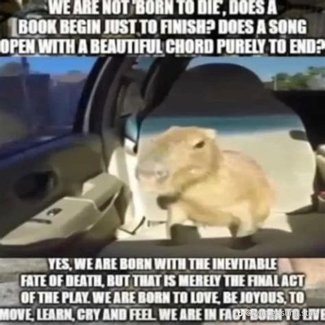 Indomitable Human Spirit The Indomitable Human Spirit Memes