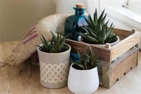 What Size Pot For Haworthia Ideal Materialsize Guide