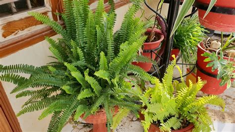 Care Of Boston Fern In Summer How To Grow And Care Your Fern Plant