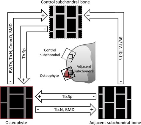 Fig 3 Schematic Presentation Of The Role Of Osteocytes