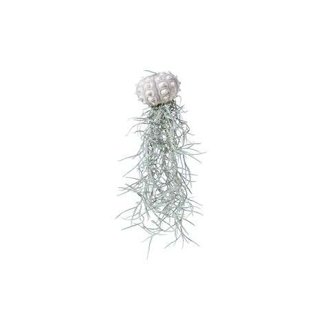 Jellyfish Air Plant Tillandsia With Sea Urchin V Oceanstore