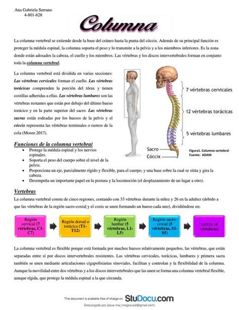 RESUMEN CAP 2 MOORE Columna vertebral Traumatismo de vértebras uDocz