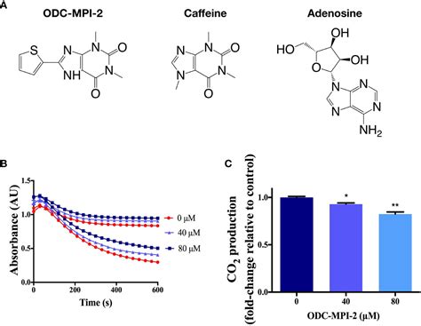 Frontiers Dual Inhibition Of Ornithine Decarboxylase And A1 Adenosine