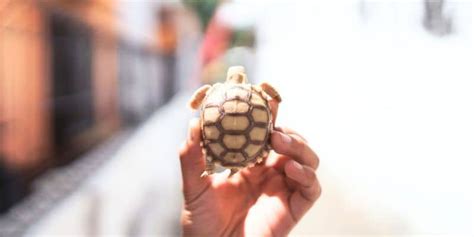 How To Sex A Sulcata Tortoise