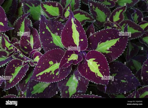 Coleus Saturn Hi Res Stock Photography And Images Alamy