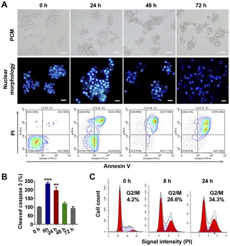 Plga Ptx Induced Cell Cycle Arrest And Tumor Cell Apoptosis Notes Download Scientific Diagram