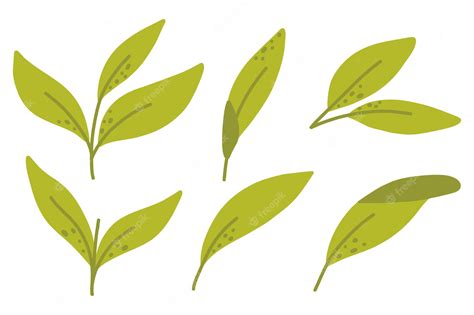 Premium Vector Set Of Green Tea Leaves Vector Illustration