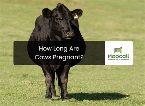 How Long are Cows Pregnant?