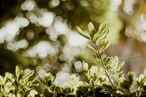 Free Images Tree Nature Branch Blossom Bokeh Blur Growth