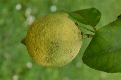 Free Picture Close Up Lemon Seed Slices Tropical Wood Health