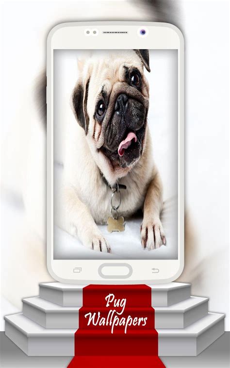 Pug Wallpapers Apk For Android Download