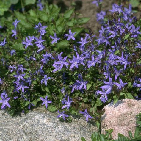 Campanula Poscharskyana Blauranke Balk Ni Harangvir G Ki