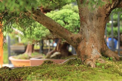 Free Images Tree Nature Branch Leaf Flower Trunk Green Produce