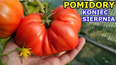 Pomidory Pod Koniec Sierpnia Ostatnie Tygodnie Uprawy Op Nianie